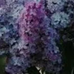 Syringa vulgaris Kolchoznica Lilak- Rośliny od Ogrodnika Szkółka Barcikowscy