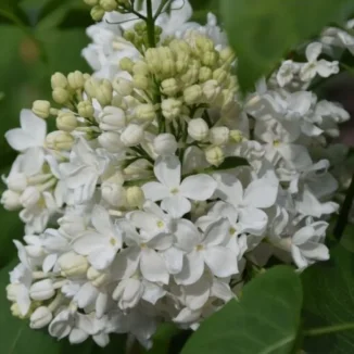 Syringa vulgaris Lebioduszka Lilak- Rośliny od Ogrodnika Szkółka Barcikowscy