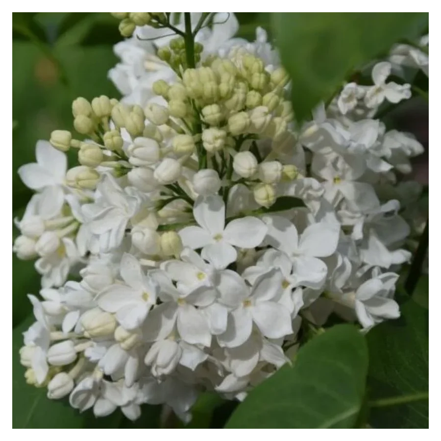 Syringa vulgaris Lebioduszka Lilak- Rośliny od Ogrodnika Szkółka Barcikowscy