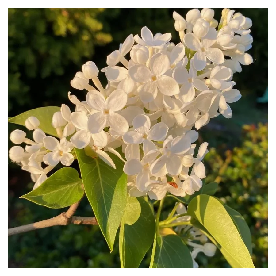 Syringa vulgaris Lebioduszka Lilak- Rośliny od Ogrodnika Szkółka Barcikowscy