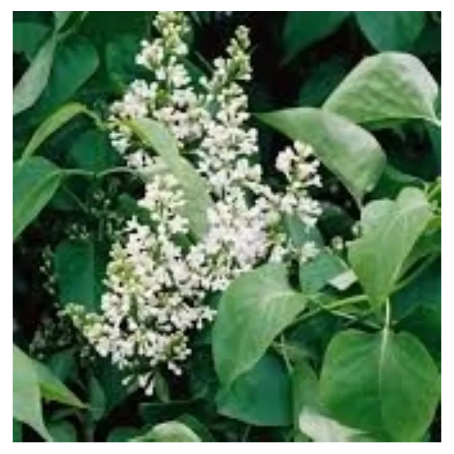 Syringa vulgaris Lebioduszka Lilak- Rośliny od Ogrodnika Szkółka Barcikowscy