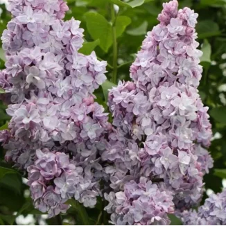 Syringa vulgaris Michael Buchner Lilak- Rośliny od Ogrodnika Szkółka Barcikowscy