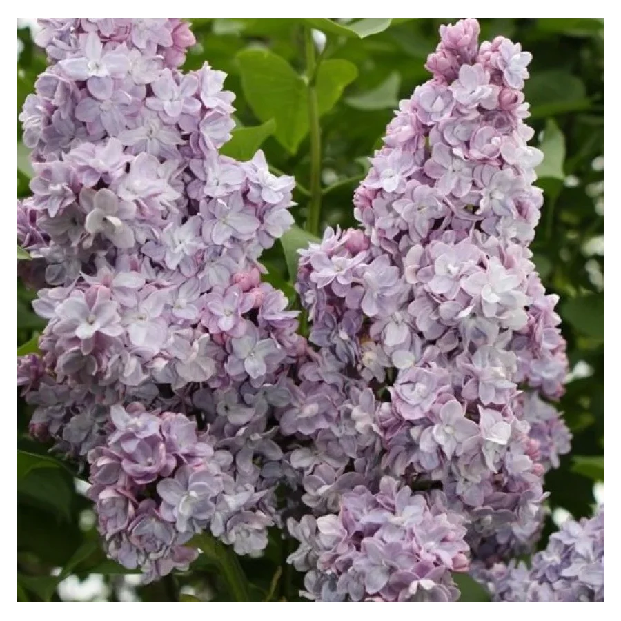 Syringa vulgaris Michael Buchner Lilak- Rośliny od Ogrodnika Szkółka Barcikowscy