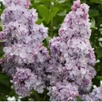 Syringa vulgaris Michael Buchner Lilak- Rośliny od Ogrodnika Szkółka Barcikowscy