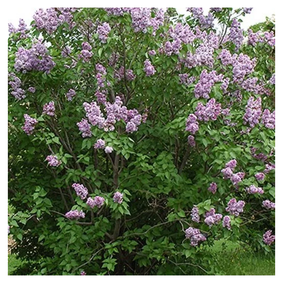 Syringa vulgaris Michael Buchner Lilak- Rośliny od Ogrodnika Szkółka Barcikowscy