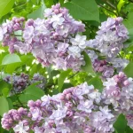 Syringa vulgaris Michael Buchner Lilak- Rośliny od Ogrodnika Szkółka Barcikowscy