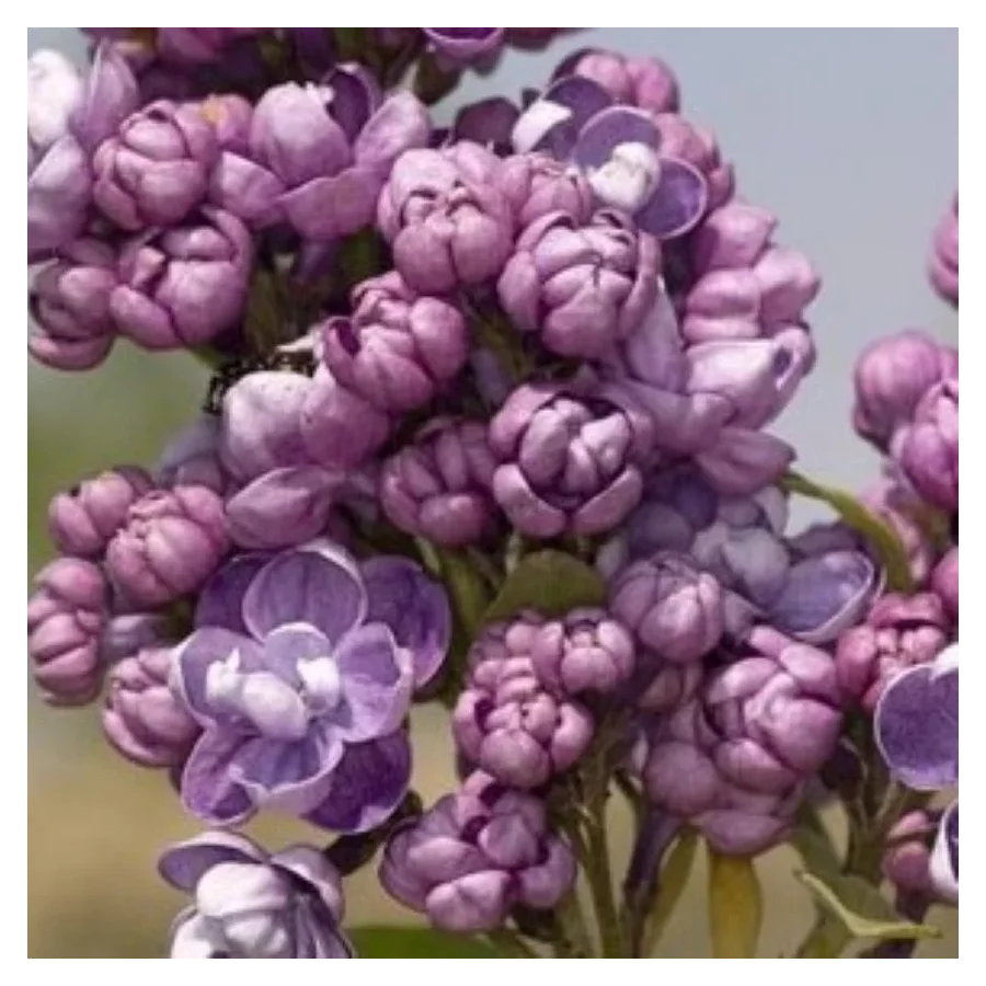 Syringa vulgaris Pamięc o Wawiłowie Lilak- Rośliny od Ogrodnika Szkółka Barcikowscy