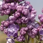 Syringa vulgaris Pamięc o Wawiłowie Lilak- Rośliny od Ogrodnika Szkółka Barcikowscy