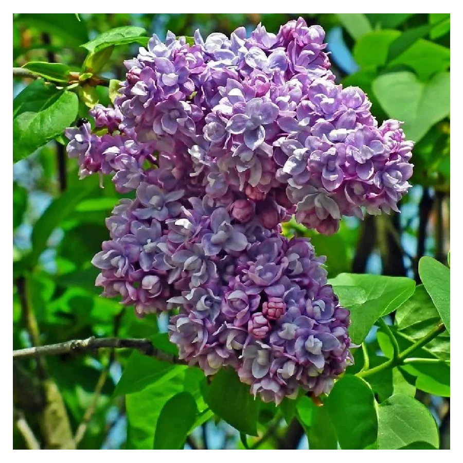 Syringa vulgaris Pamięc o Wawiłowie Lilak- Rośliny od Ogrodnika Szkółka Barcikowscy