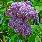 Syringa vulgaris Pamięc o Wawiłowie Lilak- Rośliny od Ogrodnika Szkółka Barcikowscy