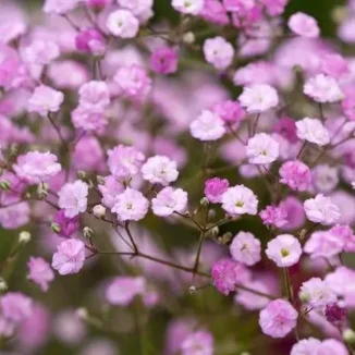 Gypsophila paniculata Flamingo Gipsówka- Rośliny od Ogrodnika Szkółka Barcikowscy