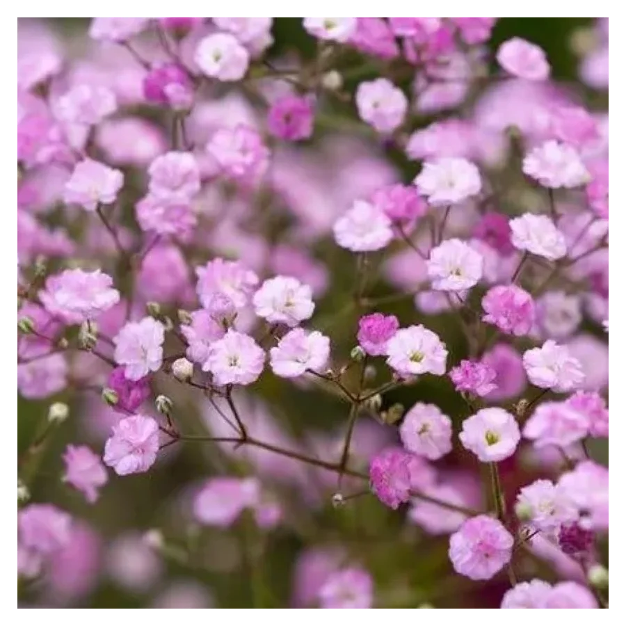 Gypsophila paniculata Flamingo Gipsówka- Rośliny od Ogrodnika Szkółka Barcikowscy