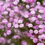 Gypsophila paniculata Flamingo Gipsówka- Rośliny od Ogrodnika Szkółka Barcikowscy