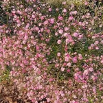Gypsophila paniculata Flamingo Gipsówka- Rośliny od Ogrodnika Szkółka Barcikowscy