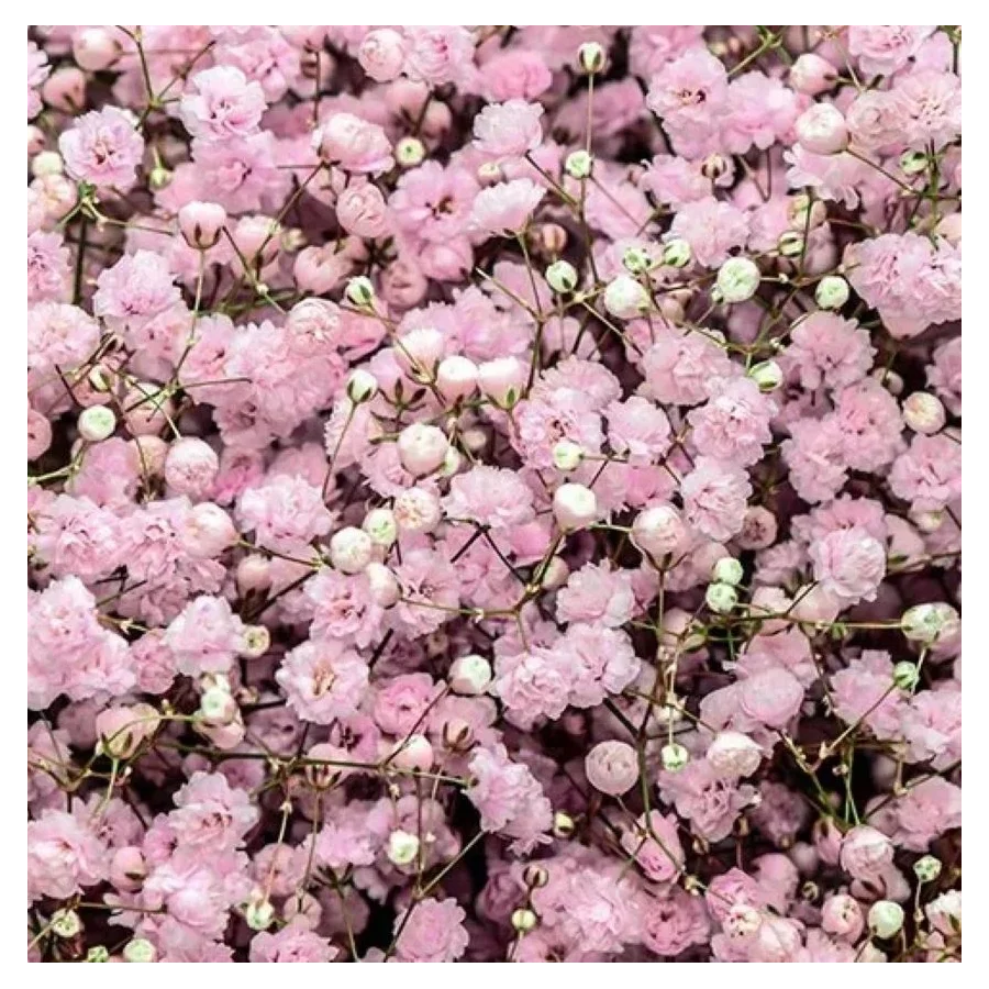 Gypsophila paniculata Flamingo Gipsówka- Rośliny od Ogrodnika Szkółka Barcikowscy