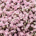 Gypsophila paniculata Flamingo Gipsówka- Rośliny od Ogrodnika Szkółka Barcikowscy