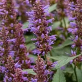 Agastache rugosa Spicey Kłosowiec