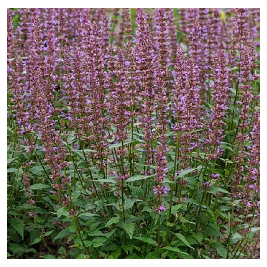 Agastache rugosa Spicey Kłosowiec- Rośliny od Ogrodnika Szkółka Barcikowscy