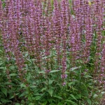Agastache rugosa Spicey Kłosowiec- Rośliny od Ogrodnika Szkółka Barcikowscy