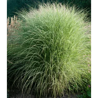 Miscanthus sinensis Morning Light Miskant chiński- Rośliny od Ogrodnika, Szkółka Barcikowscy