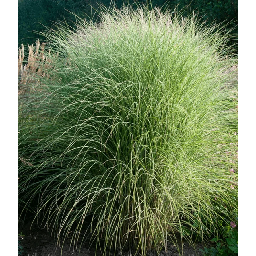 Miscanthus sinensis Morning Light Miskant chiński- Rośliny od Ogrodnika, Szkółka Barcikowscy