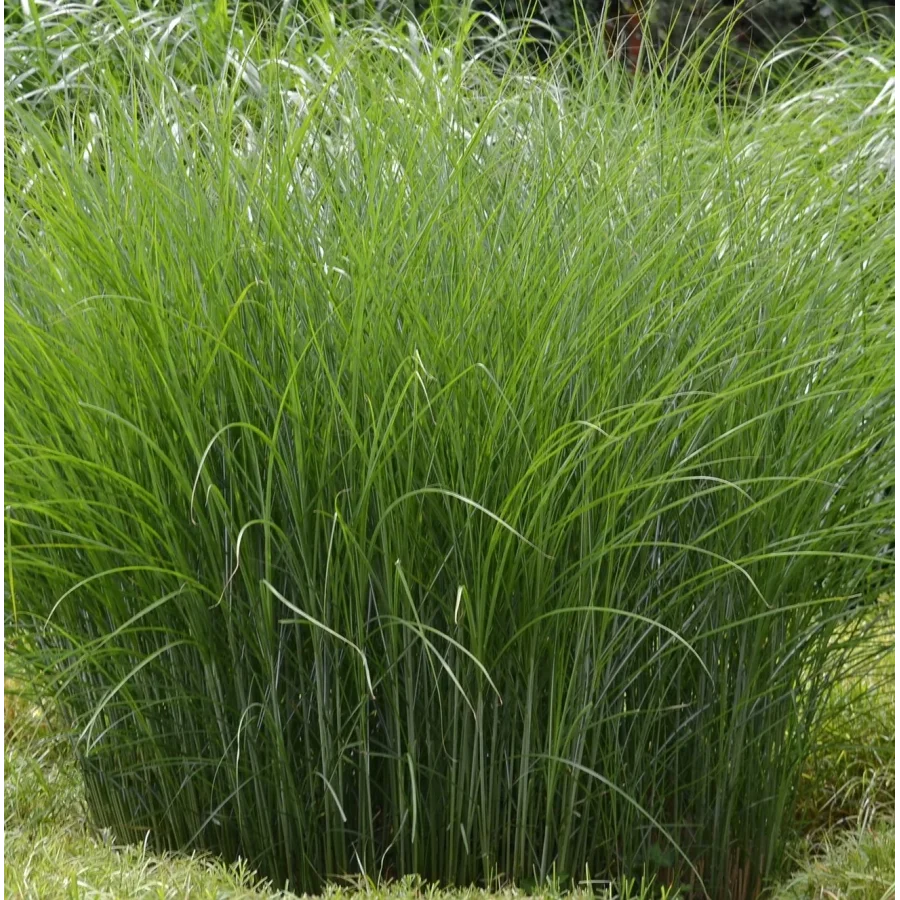 Miscanthus sinensis Gracillimus Miskant chiński-Rośliny od Ogrodnika Szkółka Barcikowscy