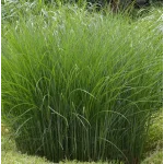 Miscanthus sinensis Gracillimus Miskant chiński-Rośliny od Ogrodnika Szkółka Barcikowscy