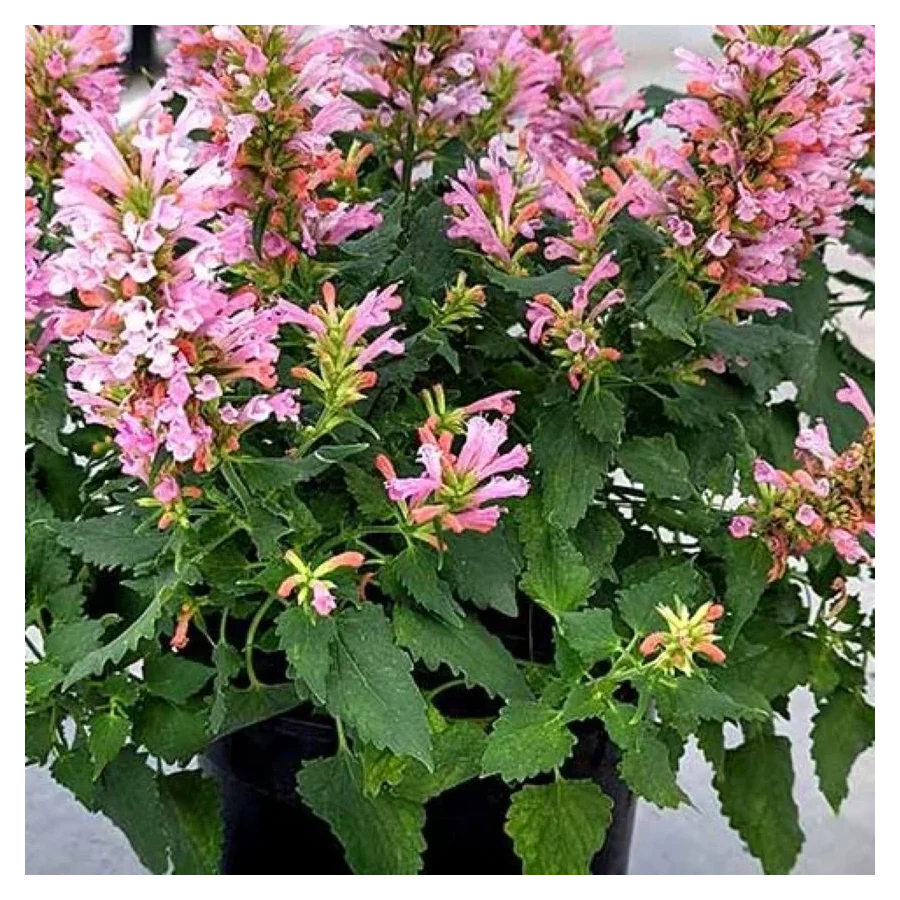 Agastache hybrida Pink Pearl Kłosowiec- Rośliny od Ogrodnika Szkółka Barcikowscy