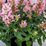 Agastache hybrida Pink Pearl Kłosowiec- Rośliny od Ogrodnika Szkółka Barcikowscy