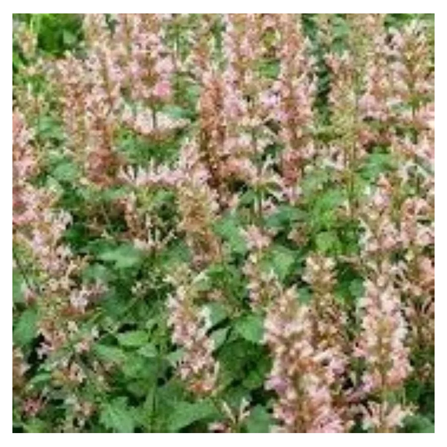 Agastache hybrida Pink Pearl Kłosowiec- Rośliny od Ogrodnika Szkółka Barcikowscy