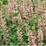 Agastache hybrida Pink Pearl Kłosowiec- Rośliny od Ogrodnika Szkółka Barcikowscy
