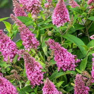 Buddleja hybrida Butterfly Candy Little Bubblegum Buddleja- Rośliny od Ogrodnika Szkółka Barcikowscy