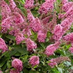 Buddleja hybrida Butterfly Candy Little Bubblegum Buddleja- Rośliny od Ogrodnika Szkółka Barcikowscy