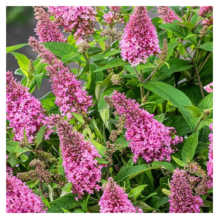 Buddleja hybrida Butterfly Candy Little Bubblegum Buddleja- Rośliny od Ogrodnika Szkółka Barcikowscy