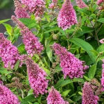 Buddleja hybrida Butterfly Candy Little Bubblegum Buddleja- Rośliny od Ogrodnika Szkółka Barcikowscy