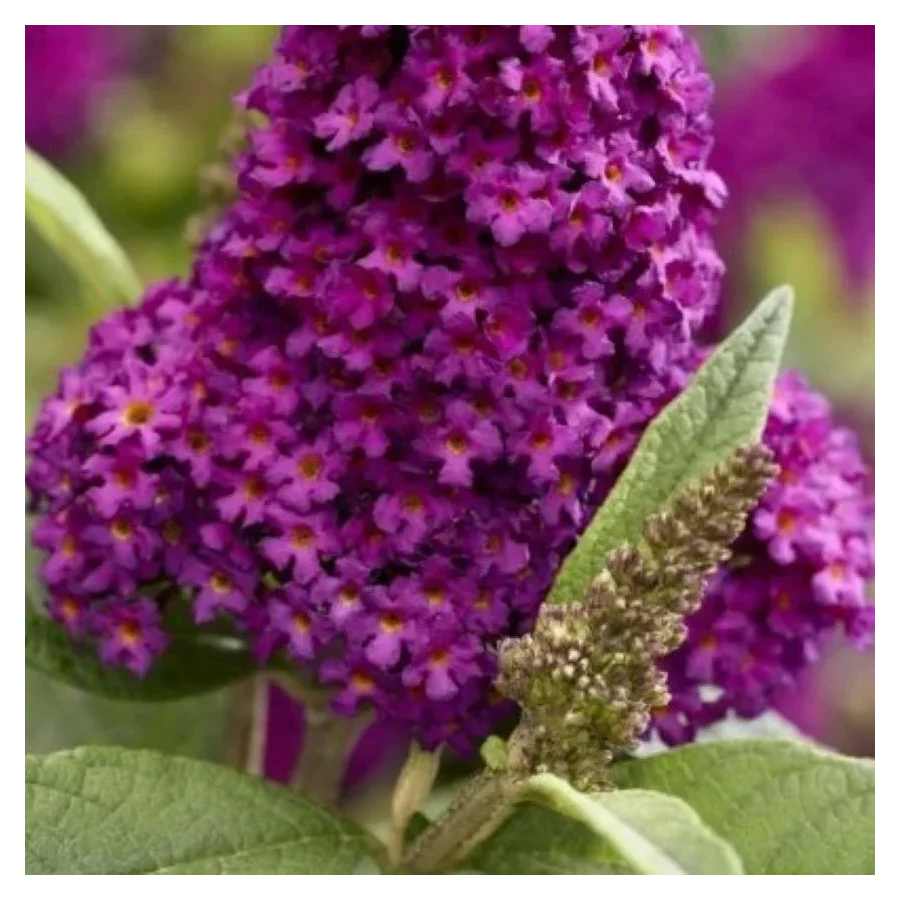 Buddleja  hyb. Butterfly Candy Little Magenta Budleja- Rośliny od Ogrodnika Szkółka Barcikowscy