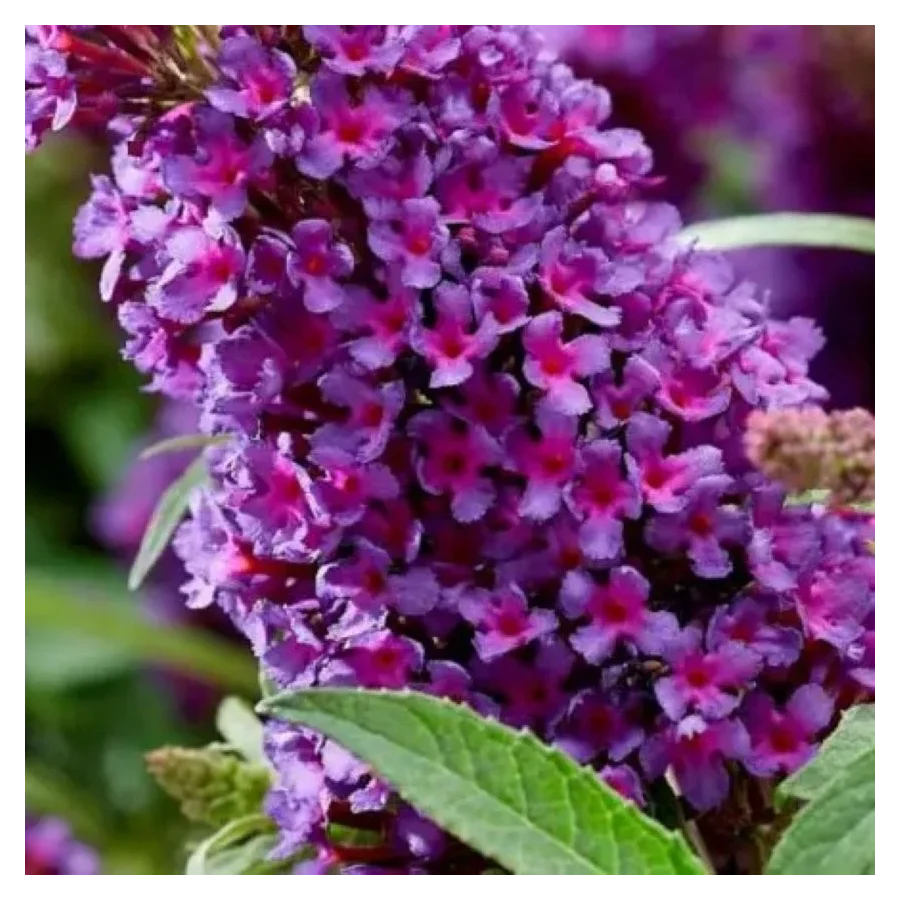 Buddleja  hyb. Butterfly Candy Little Magenta Budleja- Rośliny od Ogrodnika Szkółka Barcikowscy