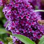 Buddleja  hyb. Butterfly Candy Little Magenta Budleja- Rośliny od Ogrodnika Szkółka Barcikowscy