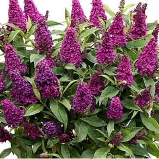Buddleja  hyb. Butterfly Candy Little Magenta Budleja- Rośliny od Ogrodnika Szkółka Barcikowscy