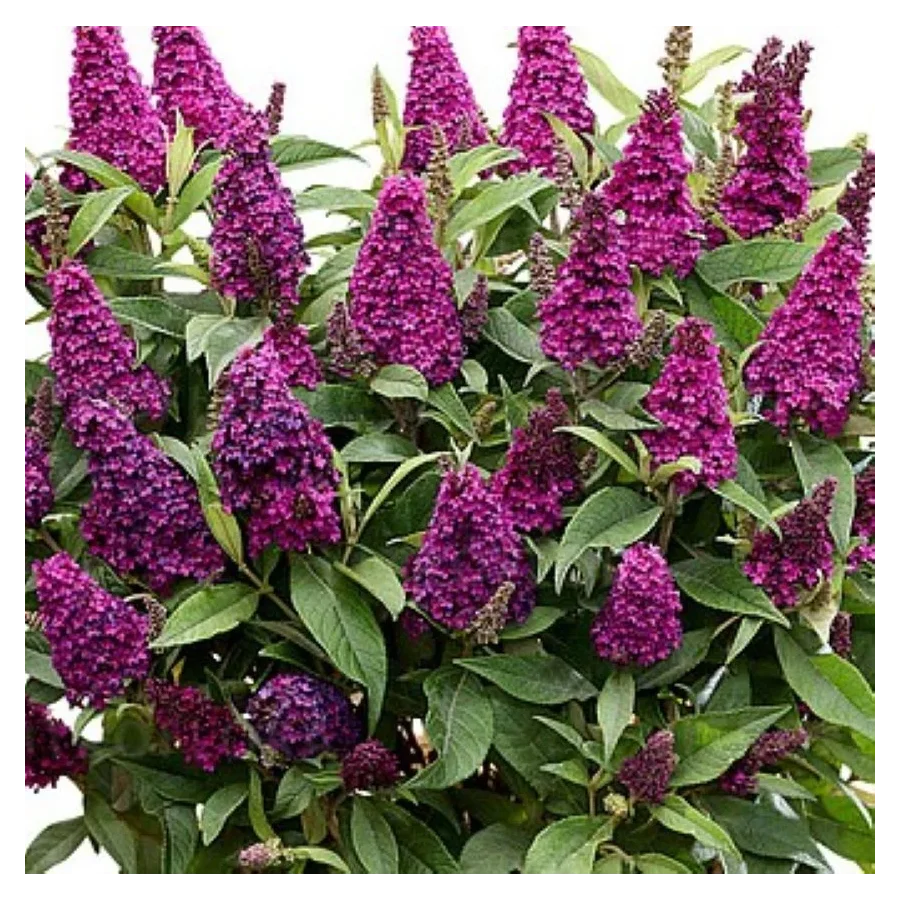 Buddleja  hyb. Butterfly Candy Little Magenta Budleja- Rośliny od Ogrodnika Szkółka Barcikowscy