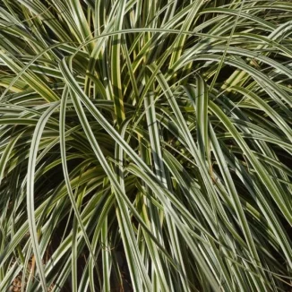 Carex morrowii Fisher's Form Turzyca Morrowi- Rośliny od Ogrodnika Szkółka Barcikowscy