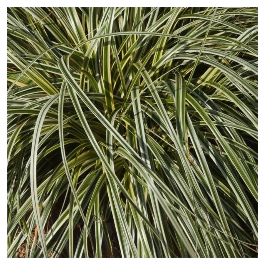 Carex morrowii Fisher's Form Turzyca Morrowi- Rośliny od Ogrodnika Szkółka Barcikowscy