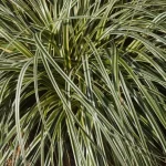 Carex morrowii Fisher's Form Turzyca Morrowi- Rośliny od Ogrodnika Szkółka Barcikowscy