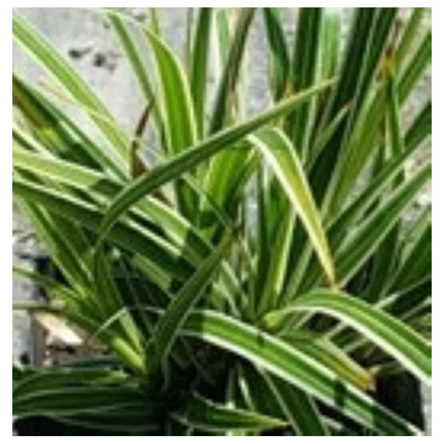 Carex morrowii Fisher's Form Turzyca Morrowi- Rośliny od Ogrodnika Szkółka Barcikowscy