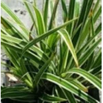 Carex morrowii Fisher's Form Turzyca Morrowi- Rośliny od Ogrodnika Szkółka Barcikowscy