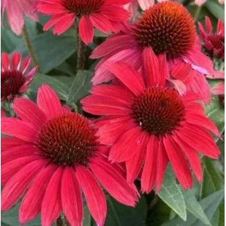 Echinacea SunMagic Vintage Hot  Red Jeżówka- Rośliny od Ogrodnika Szkółka Barcikowscy