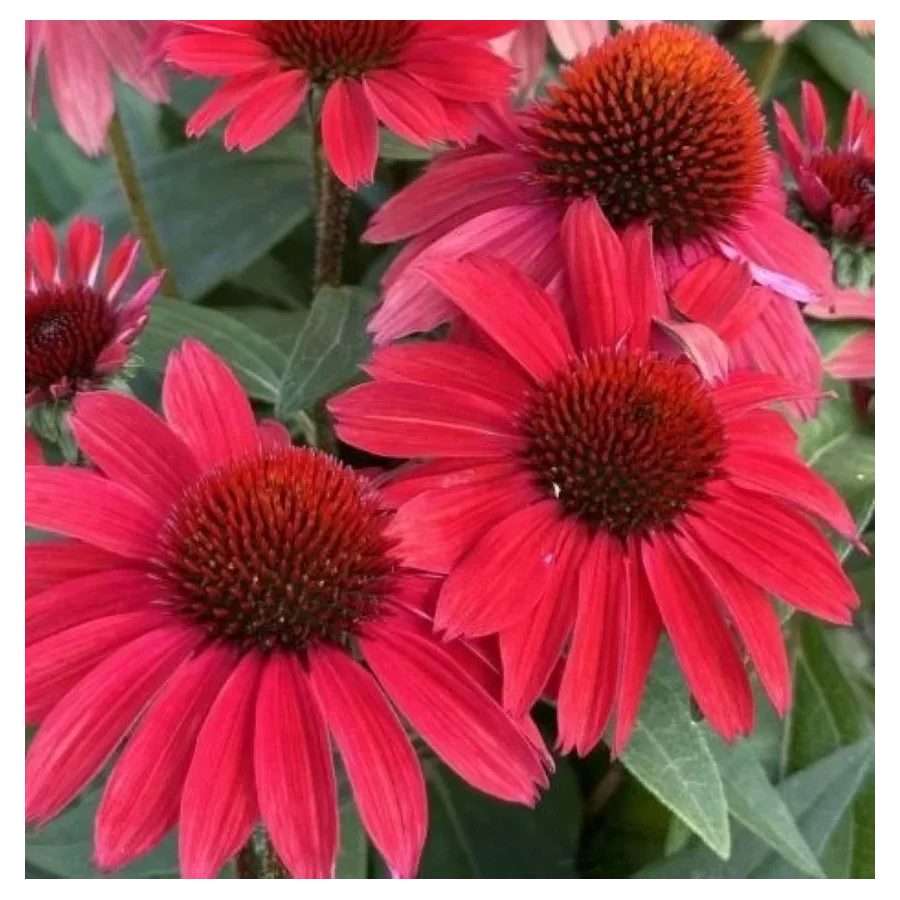 Echinacea SunMagic Vintage Hot  Red Jeżówka- Rośliny od Ogrodnika Szkółka Barcikowscy