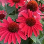 Echinacea SunMagic Vintage Hot  Red Jeżówka- Rośliny od Ogrodnika Szkółka Barcikowscy
