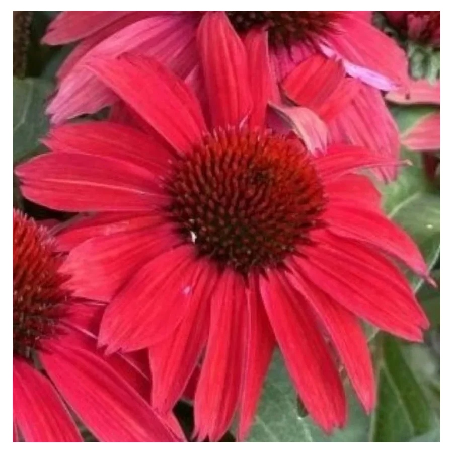 Echinacea SunMagic Vintage Hot  Red Jeżówka- Rośliny od Ogrodnika Szkółka Barcikowscy