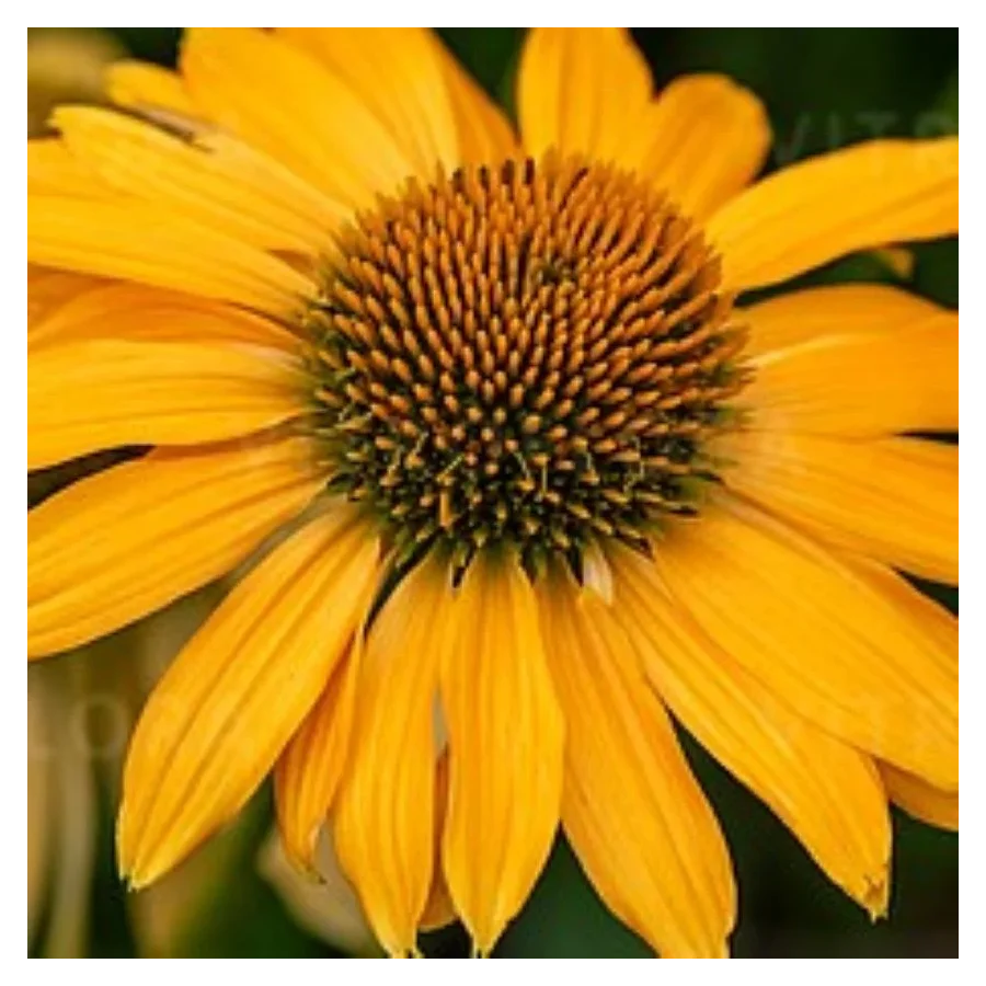 Echinacea purpurea SunMagic Vintage Mango Jeżówka- Rośliny od Ogrodnika Szkółka Barcikowscy